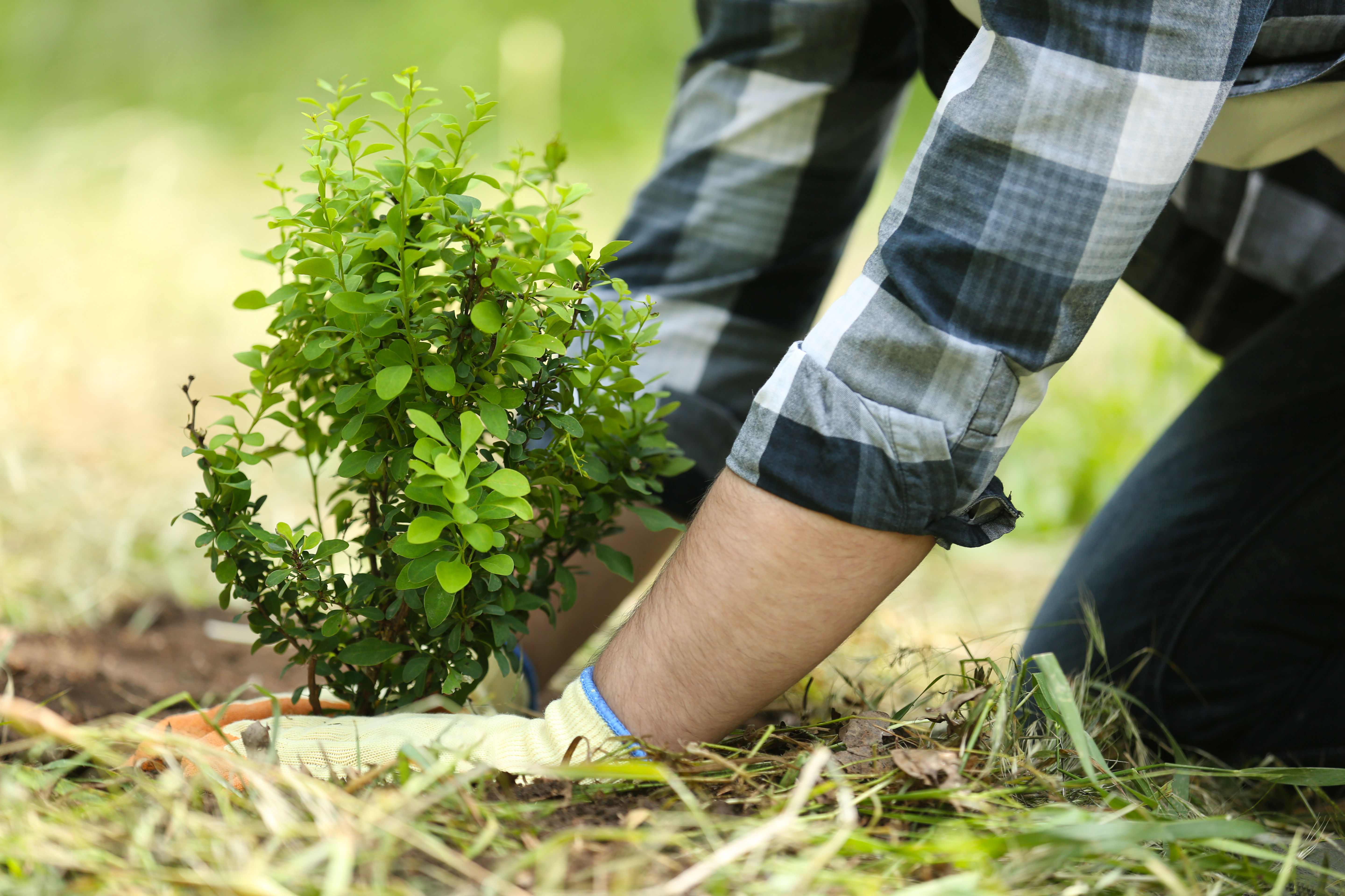 Landscaper planting