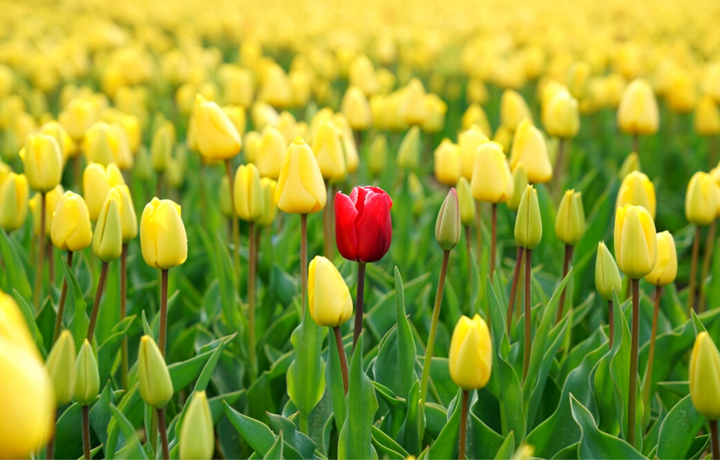 Picture of yellow flowers with one red flower in the middle