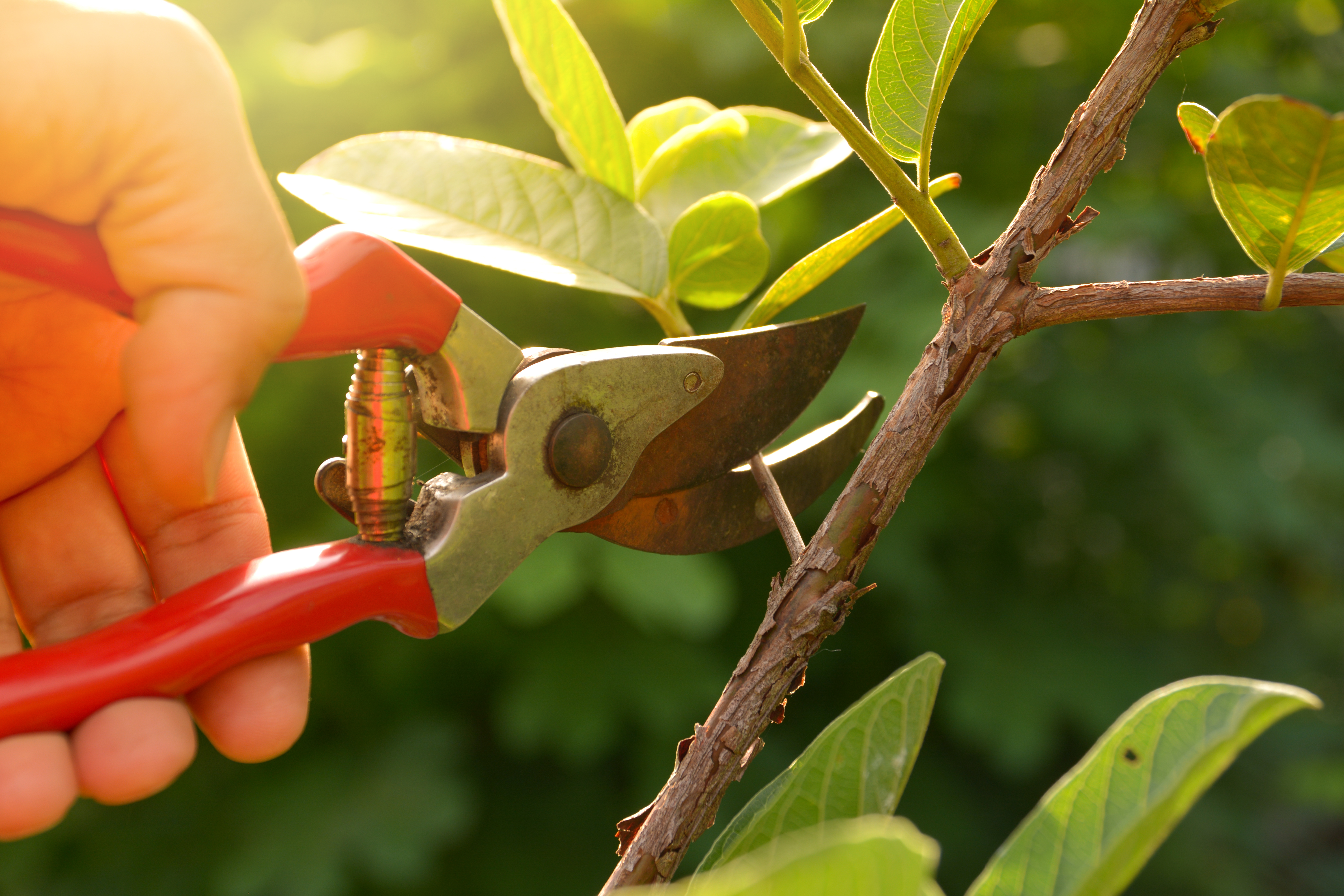 Pruning myths