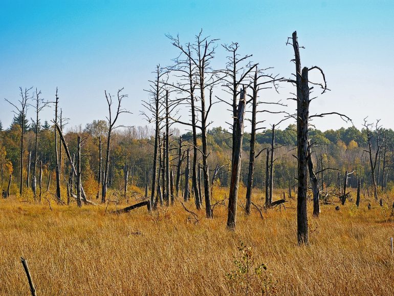 5 Landscape Materials Scares & How to Avoid Them