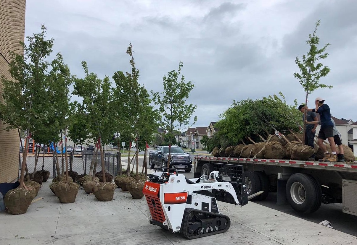 Landscaping_trees