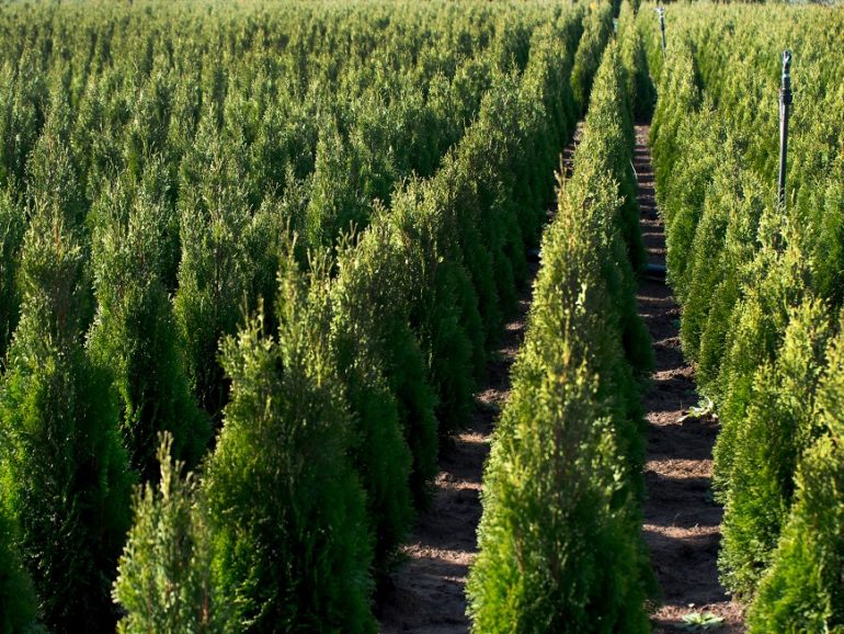 Best-selling plants and trees of 2020 for landscaping