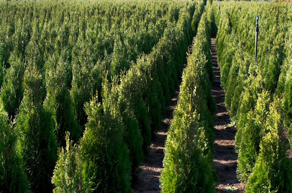 Best selling trees 2020